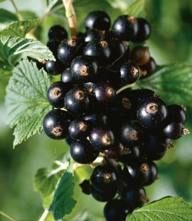 Ribes nigrum 'Titania'